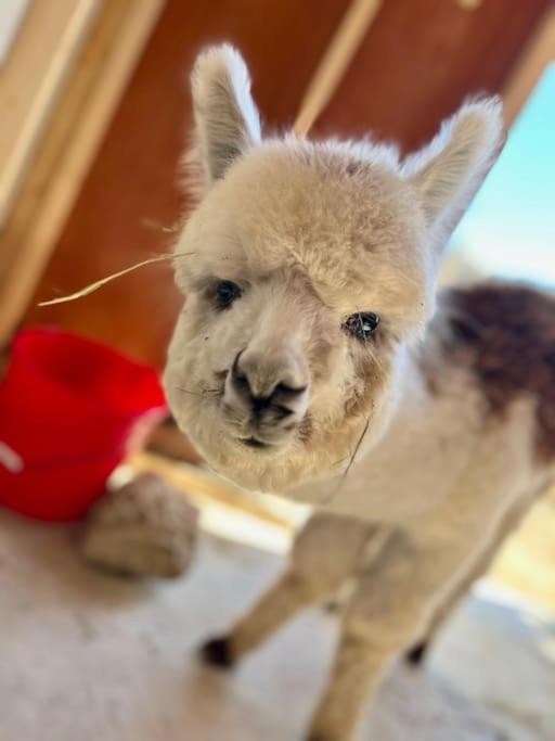 Luxury Surrounded With Nature & Farm Animals Alpacas Etc Villa