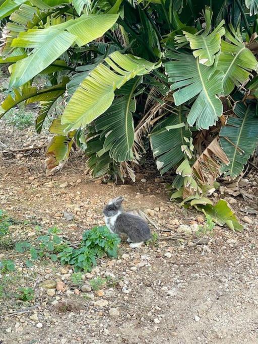 Villa Luxury Surrounded With Nature & Farm Animals Alpacas Etc *