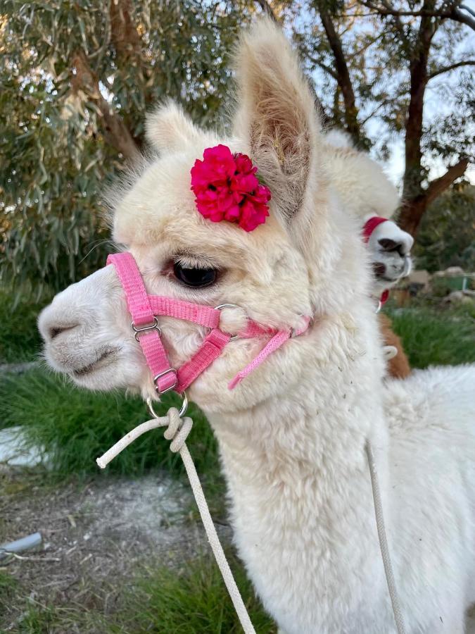 Luxury Surrounded With Nature & Farm Animals Alpacas Etc Villa *