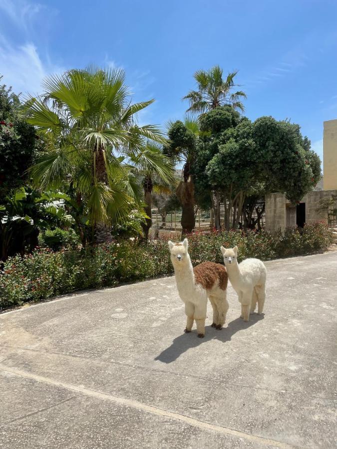 Luxury Surrounded With Nature & Farm Animals Alpacas Etc *
