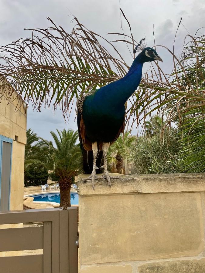 Villa Luxury Surrounded With Nature & Farm Animals Alpacas Etc Għasri